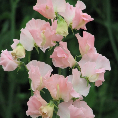 SWEET PEA HEAVEN SCENT
