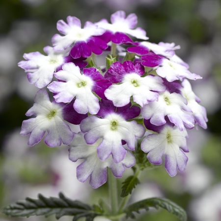 VERBENA TWISTER PURPLE