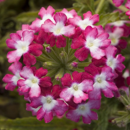 VERBENA TWISTER RED