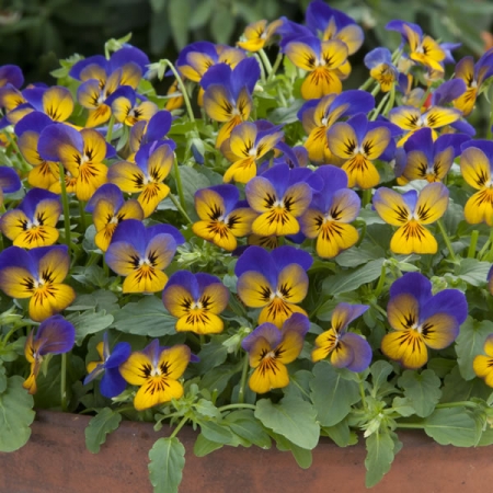 VIOLA GOLDEN BLUES F1