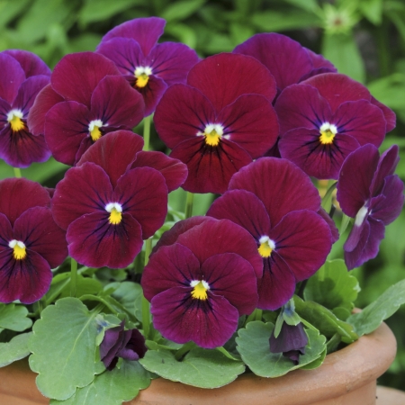 VIOLA SORBET CARMINE ROSE F1