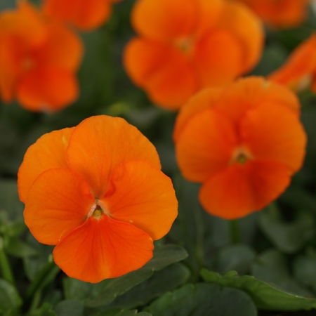 VIOLA SORBET DEEP ORANGE F1