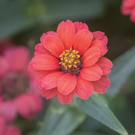 ZINNIA PERUVIANA ANDES JEWELS