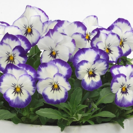 VIOLA SORBET COCONUT SWIRL F1
