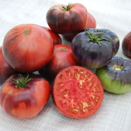 TOMATO INDIGO BLUE BEAUTY
