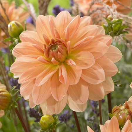 DAHLIA APRICOT DESIRE SEEDS New & Featured Flowers