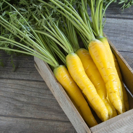 CARROT GOLDEN NUGGET F1