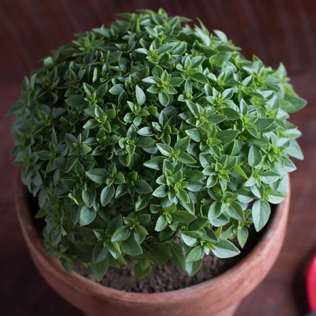 BASIL GREEK PICCOLINO
