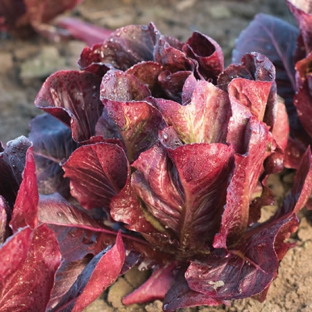 LETTUCE MINI ROMAINE EZBRUKE