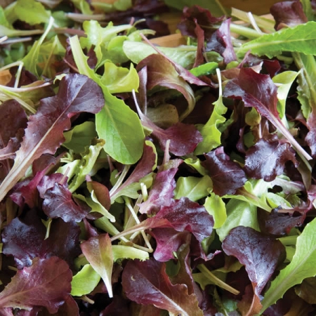 BABY SALAD WILDFIRE MIXED