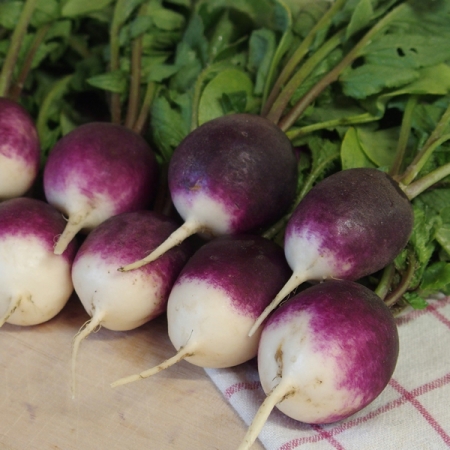 RADISH DIANA
