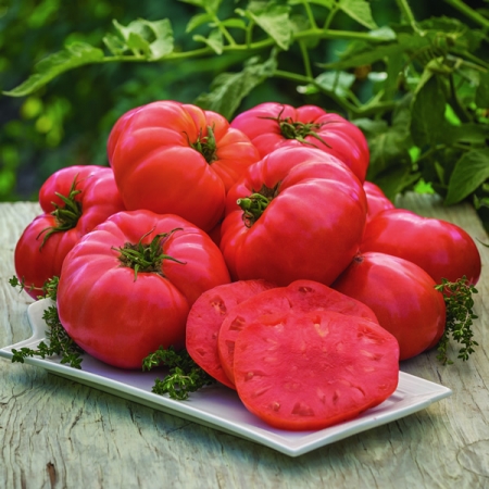 TOMATO ATLAS HYBRID