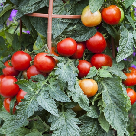 TOMATO SUMMERLAST F1