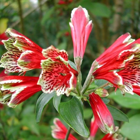 ALSTROEMERIA PSITTACINA