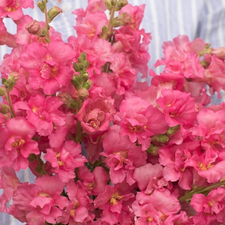 ANTIRRHINUM MADAME BUTTERFLY ROSE F1
