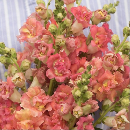 ANTIRRHINUM MADAME BUTTERFLY BRONZE WITH WHITE F1