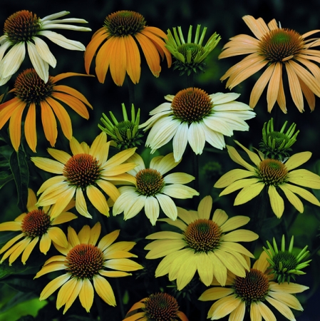 ECHINACEA PURPUREA MELLOW YELLOW