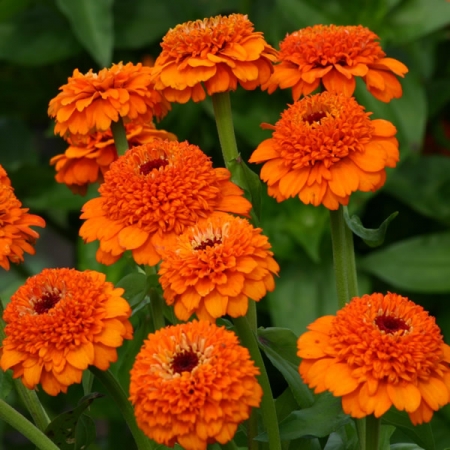 ZINNIA ZINDERELLA ORANGE