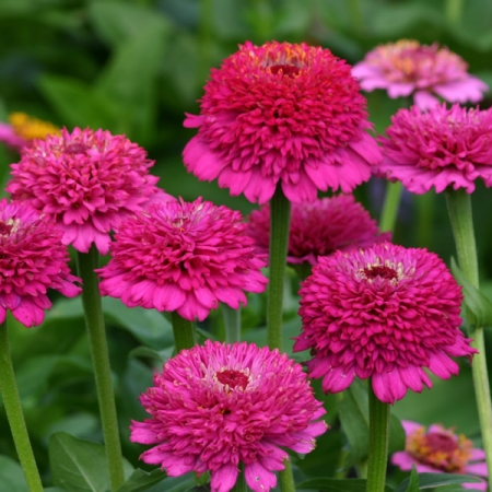 ZINNIA ZINDERELLA PURPLE
