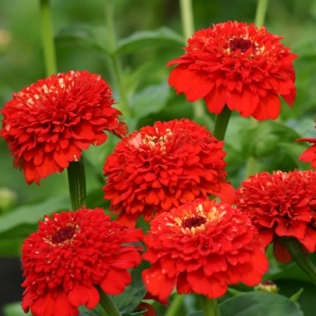 ZINNIA ZINDERELLA RED