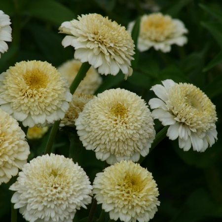 ZINNIA ZINDERELLA WHITE