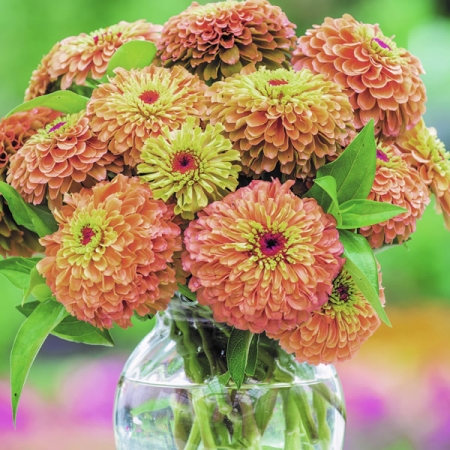ZINNIA QUEEN LIME ORANGE