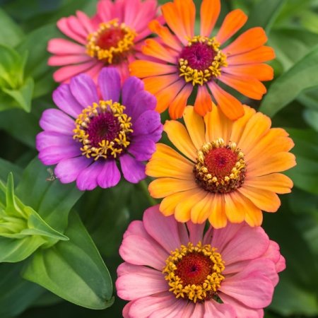 Zinnia Forecast Seeds New Featured Flowers