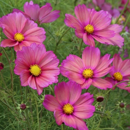COSMOS XSENIA