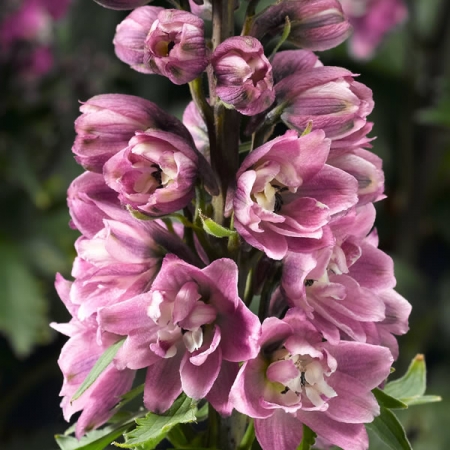 DELPHINIUM DELPHINA ROSE