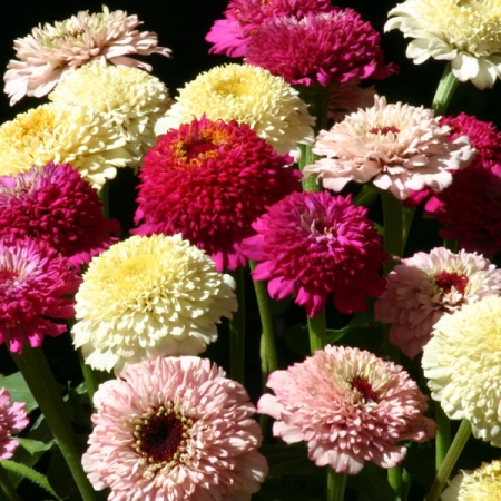 ZINNIA ZINDERELLA LILAC WINE