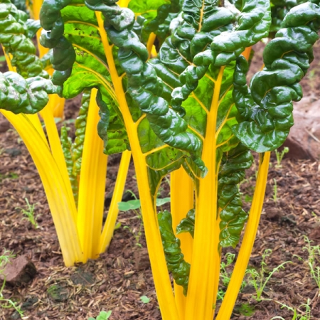 SWISS CHARD BRIGHT YELLOW
