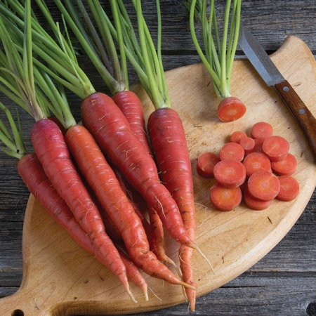 CARROT MALBEC F1