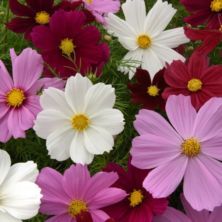 COSMOS SONATA IMPROVED MIXED