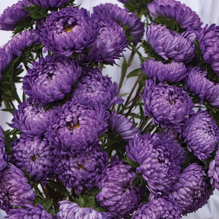ASTER TOWER BLUE