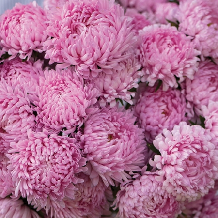 ASTER TOWER SALMON PINK