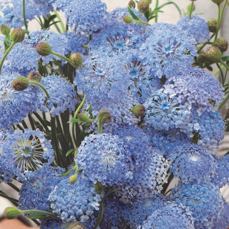 DIDISCUS BLUE LACE