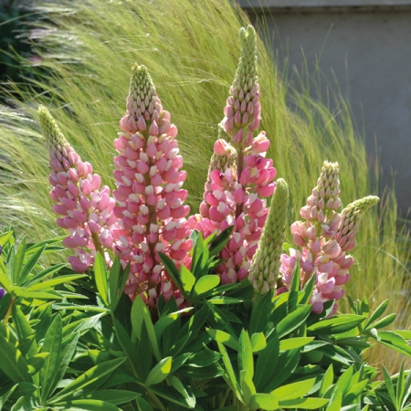 LUPIN MINI GALLERY PINK BICOLOUR