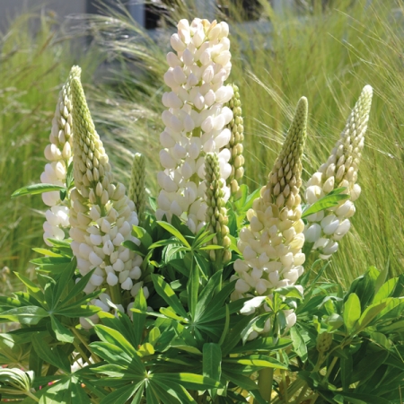 LUPIN MINI GALLERY WHITE