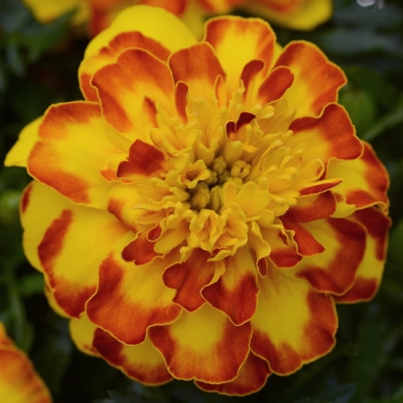 MARIGOLD FLAMENCO