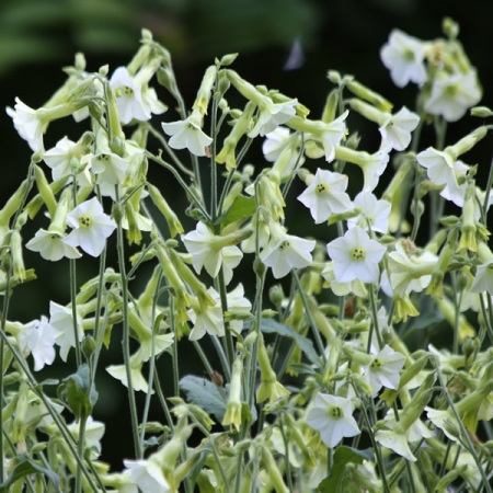 NICOTIANA STARLIGHT DANCER