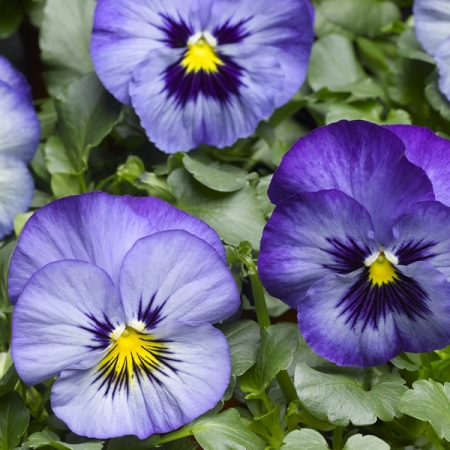 PANSY SPEEDY FROST F1