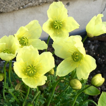 PAPAVER MOONDANCE
