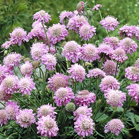 SCABIOSA PINK DIAMONDS