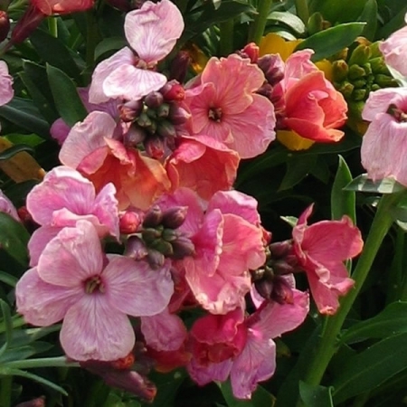 Wallflower Giant Pink Seeds New Featured Flowers