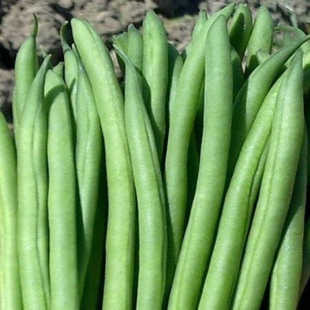 DWARF BEAN FARADAY