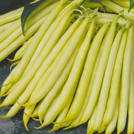 DWARF BEAN DIOR