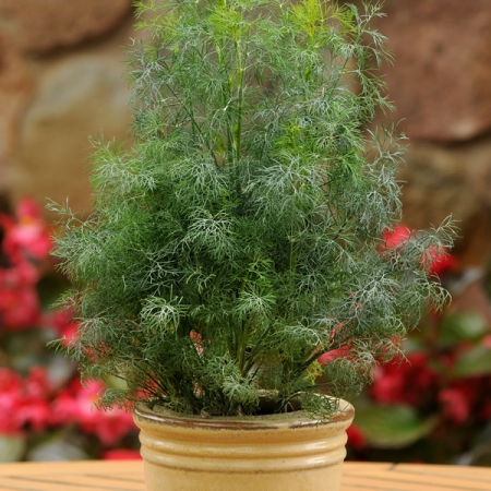 DILL DWARF FERN LEAF