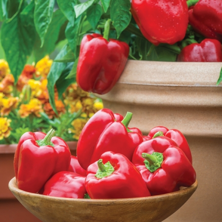 PEPPER POPTI