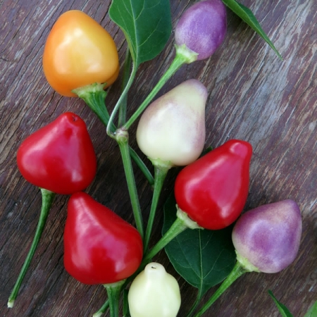 PEPPER SPANGLES