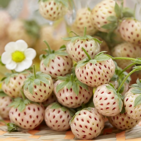 STRAWBERRY WHITE SOUL